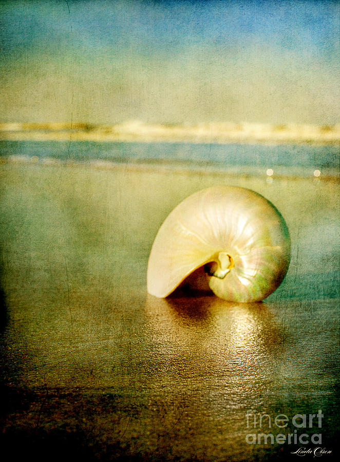 Shell in Sand Photograph by Linda Olsen