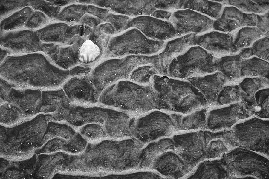 Shell in the Sand Photograph by Dustin K Ryan