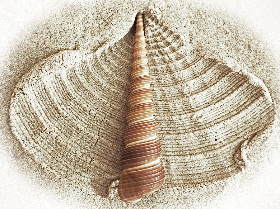 Shell in the Sand Photograph by Kevin Fortier