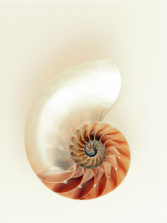 Shell of Life Photograph by Cross Version - Fine Art America