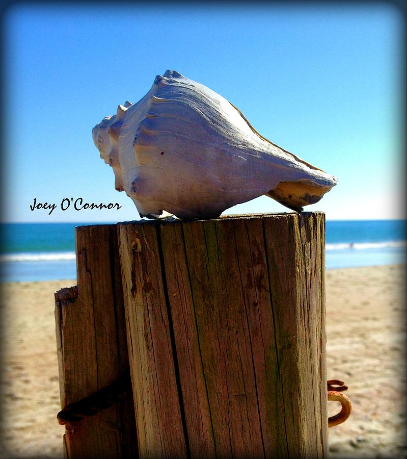 Shell On A Post Photograph by Joey OConnor Photography