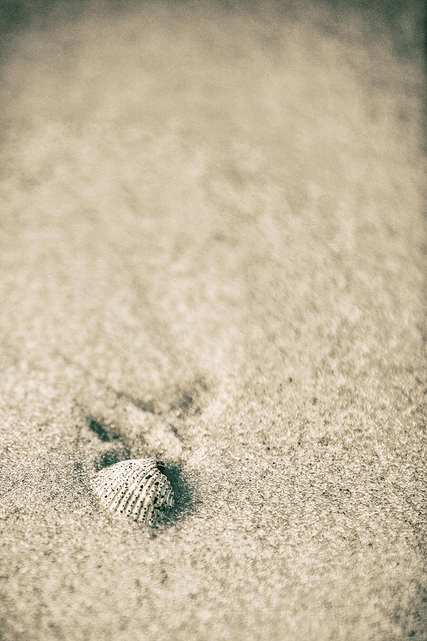 Shell on Beach Alabama  Photograph by John McGraw