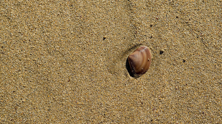 Shell on Beach Photograph by Steven Ralser