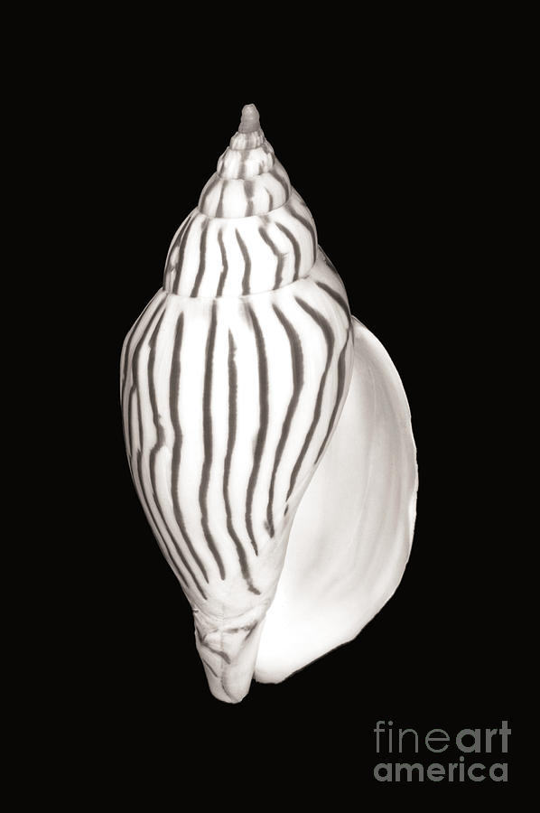 Shell on Black II Photograph by Bill Brennan - Printscapes