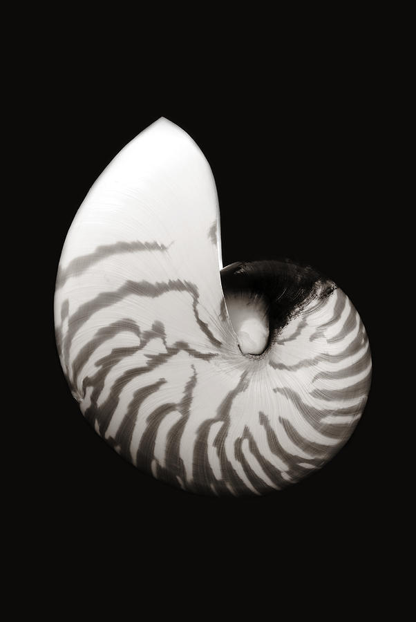 Shell on Black IV Photograph by Bill Brennan - Printscapes