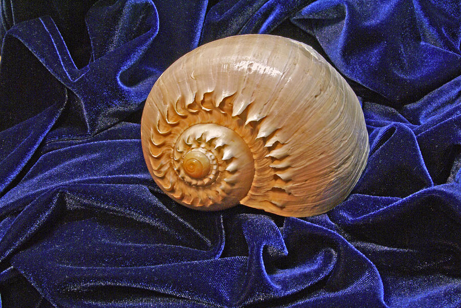 Shell on Blue Velour Photograph by Lynda Lehmann