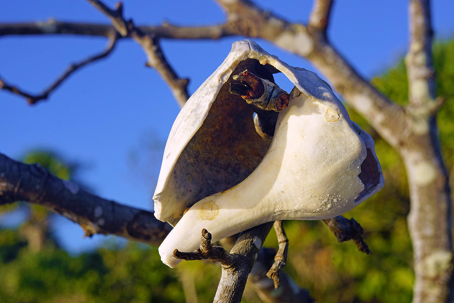Shell on Brach of Mangrove Tree at Barefoot Beach in Napes, FL by Robb Stan Shell on Brach of Mangrove Tree at Barefoot Beach in Napes, FL by Robb Stan