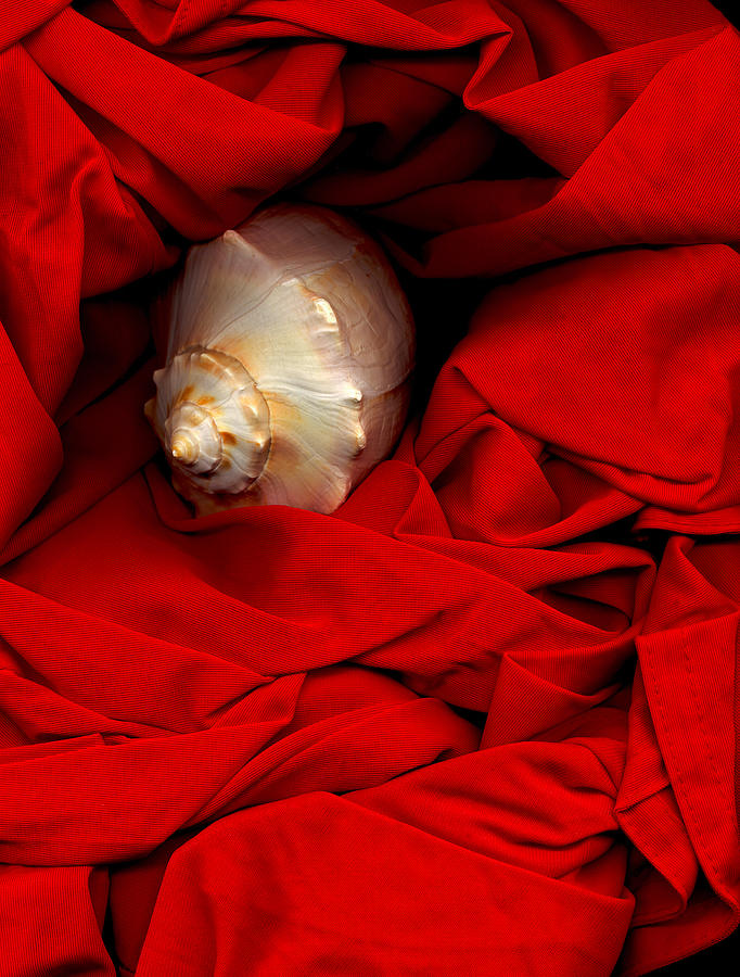 Still Life Photograph - Shell on Satin by Lynda Lehmann