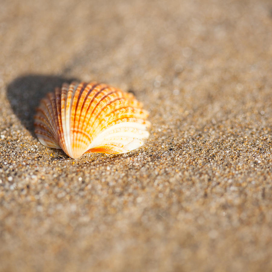 Shell On The Beach 2 Photograph by Ralf Kaiser