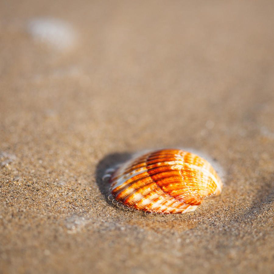 Shell On The Beach 4 Photograph by Ralf Kaiser