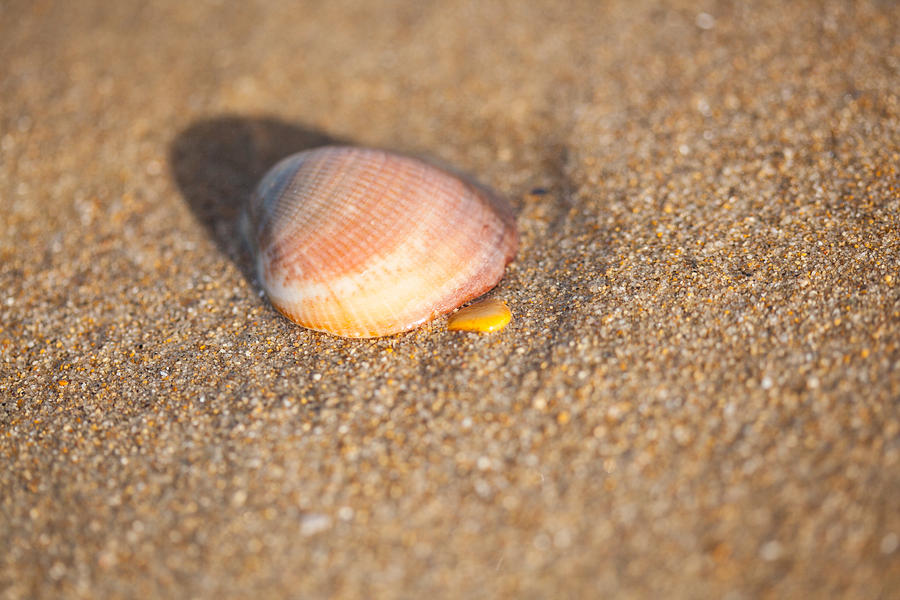 Shell On The Beach 5 Photograph by Ralf Kaiser