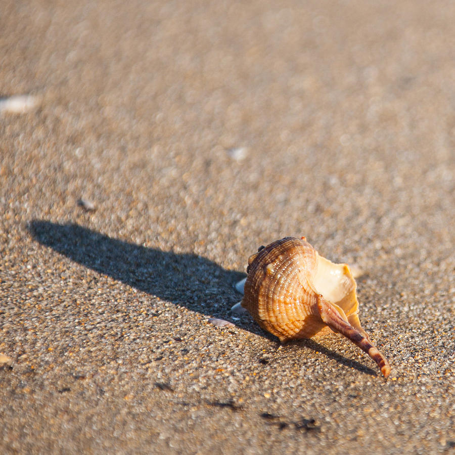 Shell On The Beach Photograph by Ralf Kaiser