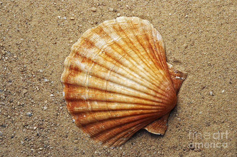 Shell On The Sand Photograph by Michal Boubin