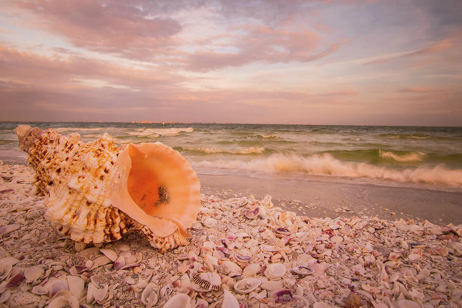 Shell Paradise Photograph by George Kenhan