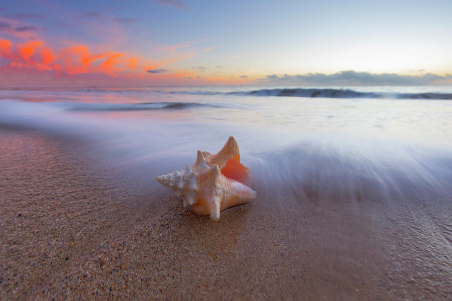 Shell Pastels Photograph by Sean Davey