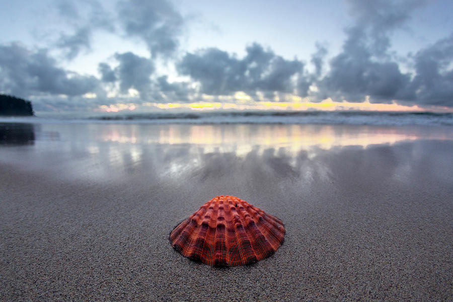 Shell Rise Photograph by Sean Davey