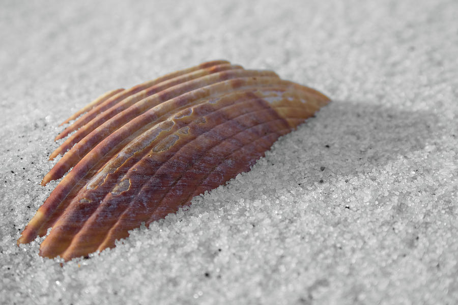 Shell Shadow Photograph by Dylan Punke