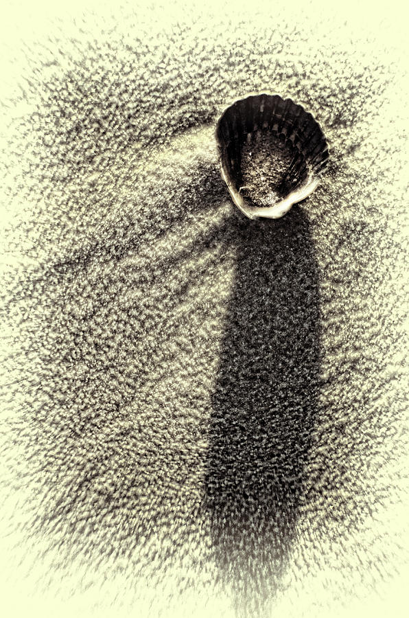 Shell Shadow Photograph by Ron Schiller - Fine Art America