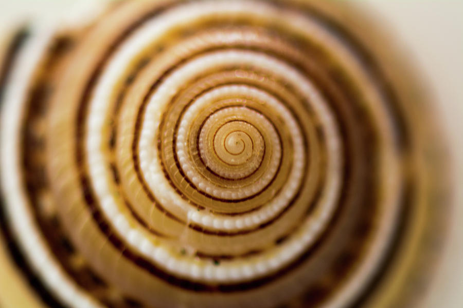 Shell Spiral Photograph by Gary Kochel