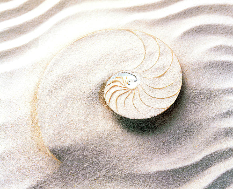 Shell Spiraling Into Wavy Sand Pattern Photograph by Panoramic Images ...