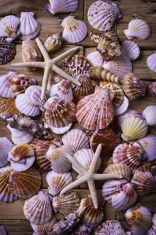 Shell Photograph - Shell Starfish Collection by Garry Gay