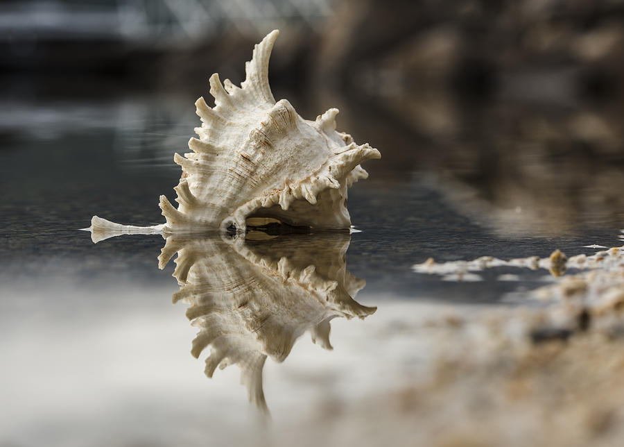 Shore Shell Photograph by Joy McAdams