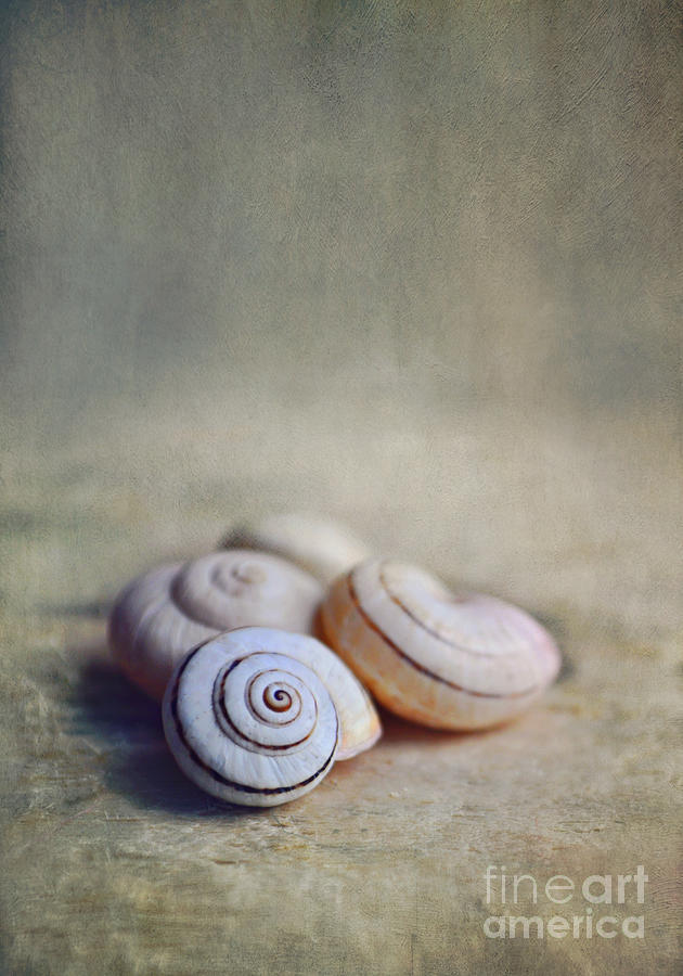 Shell Still Life Photograph by Lyn Randle