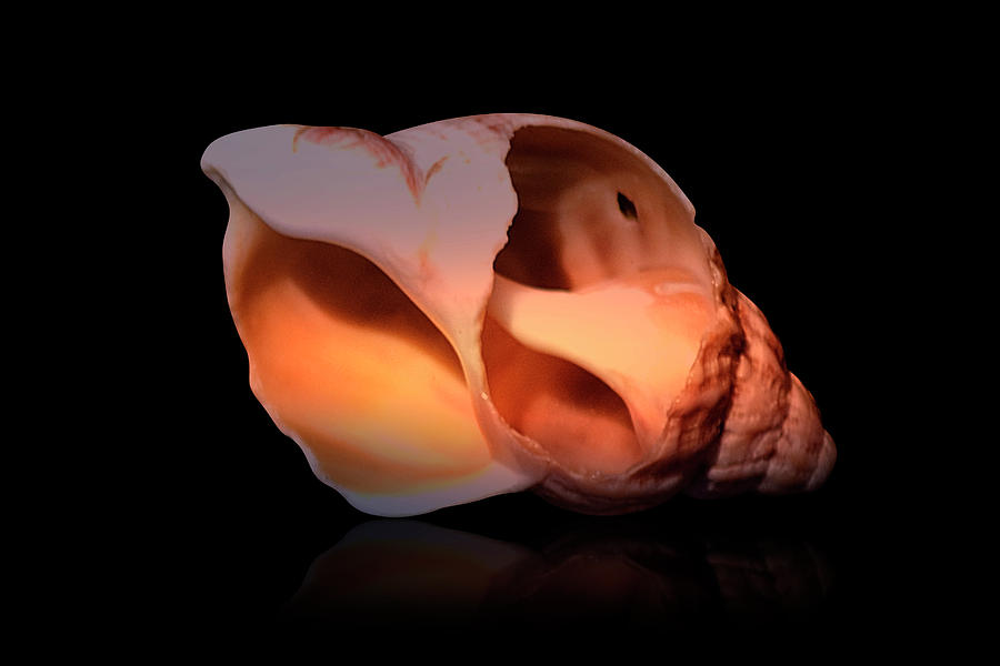 Shell Study III Photograph by Brian Middleton - Pixels