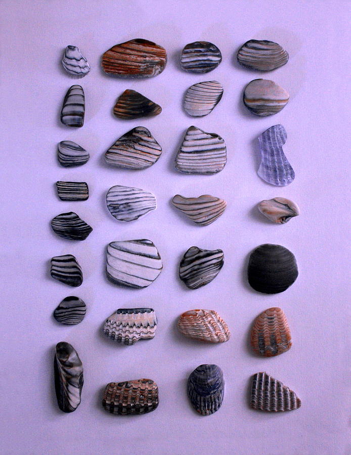 Sea Shell Treasures #1 Photograph by Larry and Charlotte Bacon