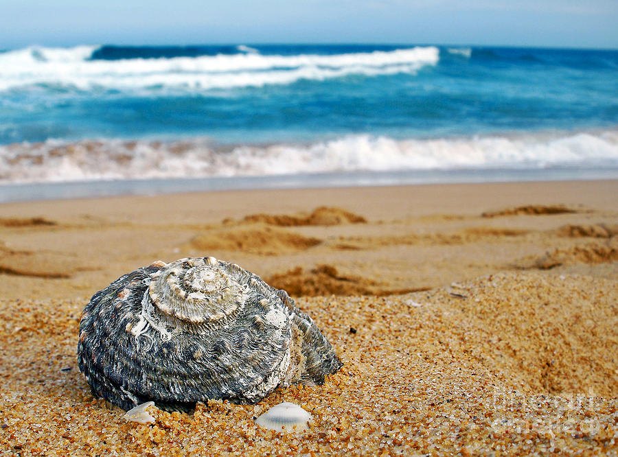 Pattern Photograph - Shell washed ashore by Kaye Menner