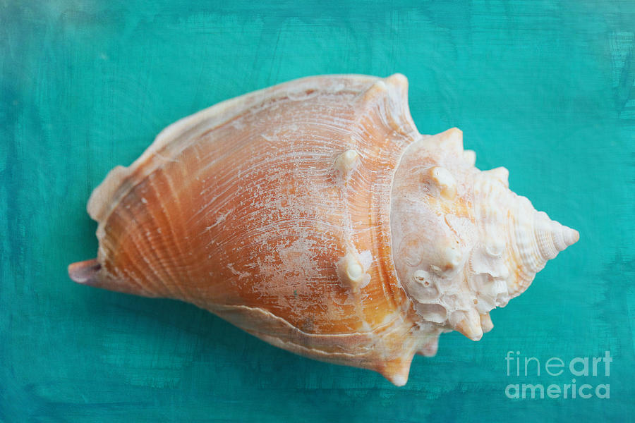 Shell with Turquoise Photograph by Carol Groenen