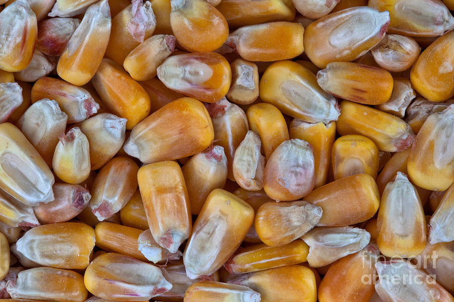 Shelled Corn Photograph by Inga Spence