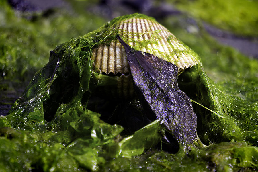 Shellfish Hideout Photograph by Wayne Enslow