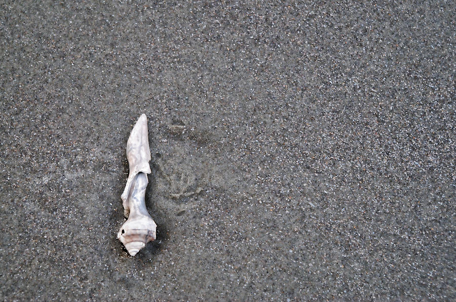 Shellfish Loner Photograph by Sharon Popek