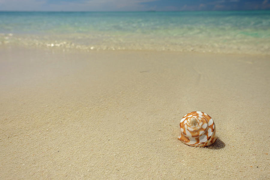 Shelll on Beach Dry Tortugas Photograph by Jorge Moro