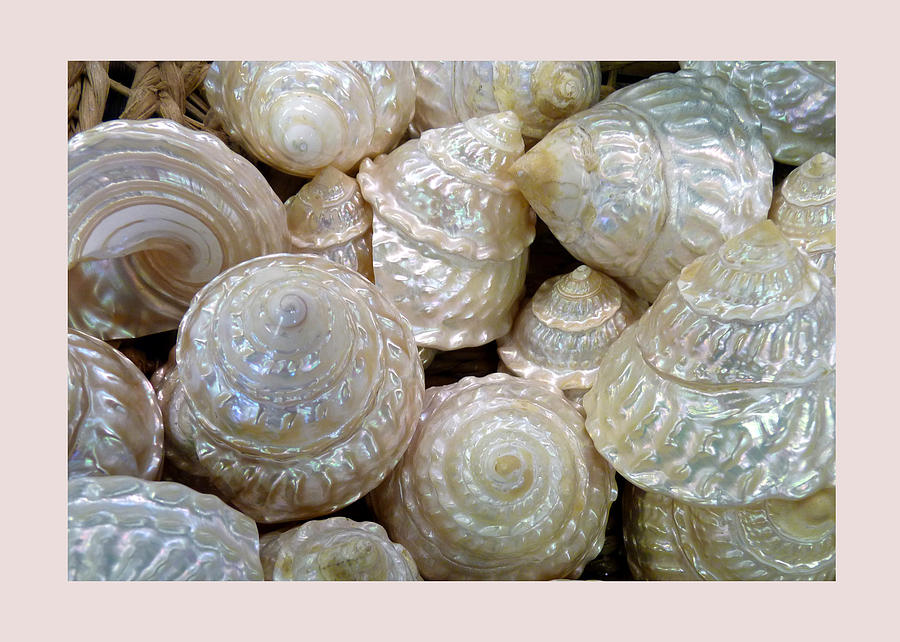 Shells - 4 Photograph by Carla Parris