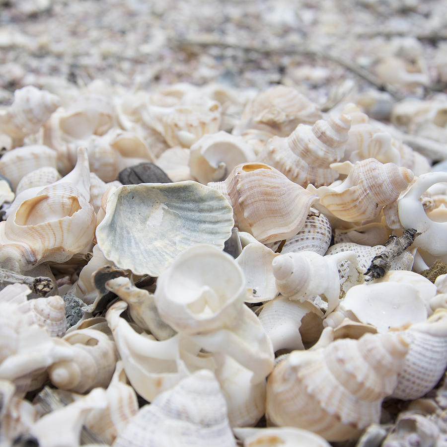 Shells 2 by Jocelyn Friis Shells 2 by Jocelyn Friis