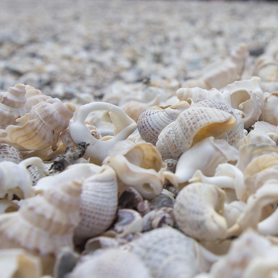 Shells 3 by Jocelyn Friis Shells 3 by Jocelyn Friis
