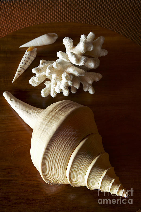 Shells and Coral Photograph by Kyle Rothenborg - Printscapes