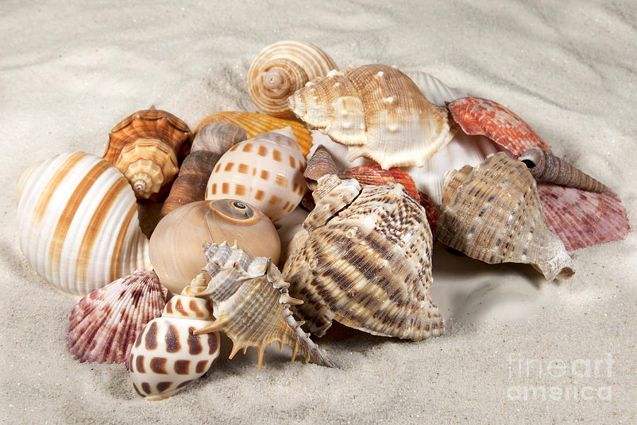 Shells and Sand Photograph by Karin Pinkham