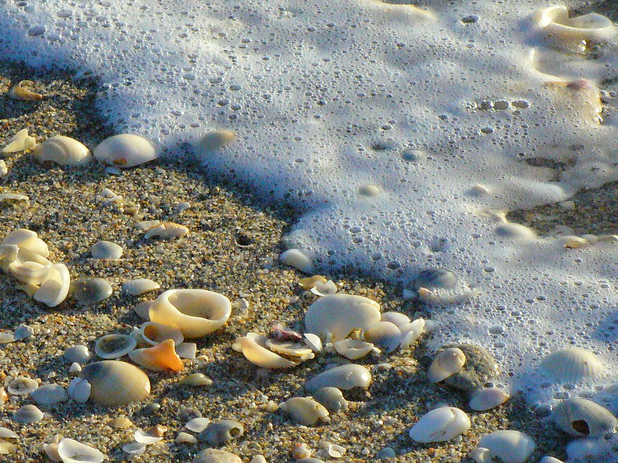 Shells and seafoam Photograph by Peggy King