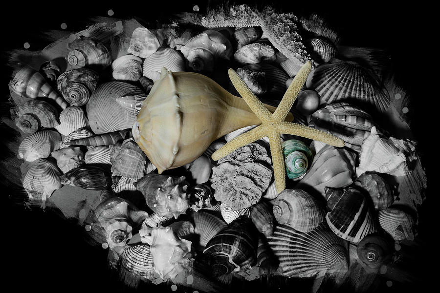Shells and Starfish Photograph by Angie Tirado