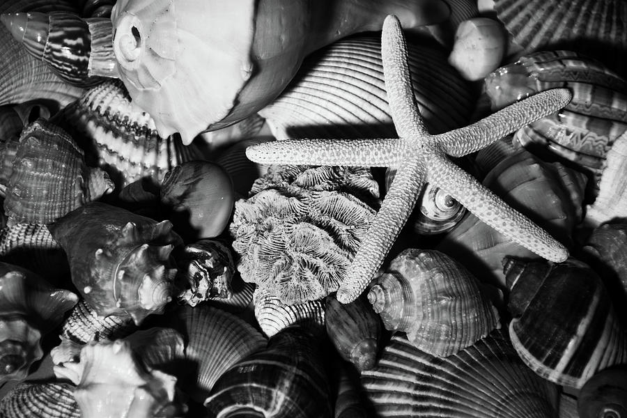 Shells and Starfish in Black and White Photograph by Angie Tirado