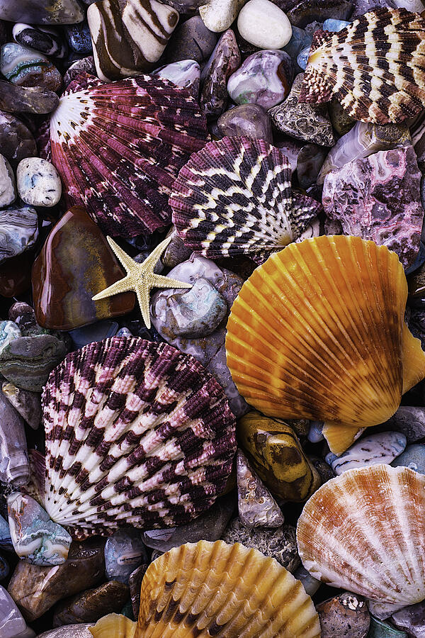 Shells And Stones Photograph by Garry Gay