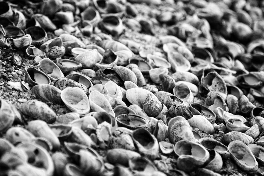 Black And White Photograph - Shells carpet III -  black and white by Hideaki Sakurai