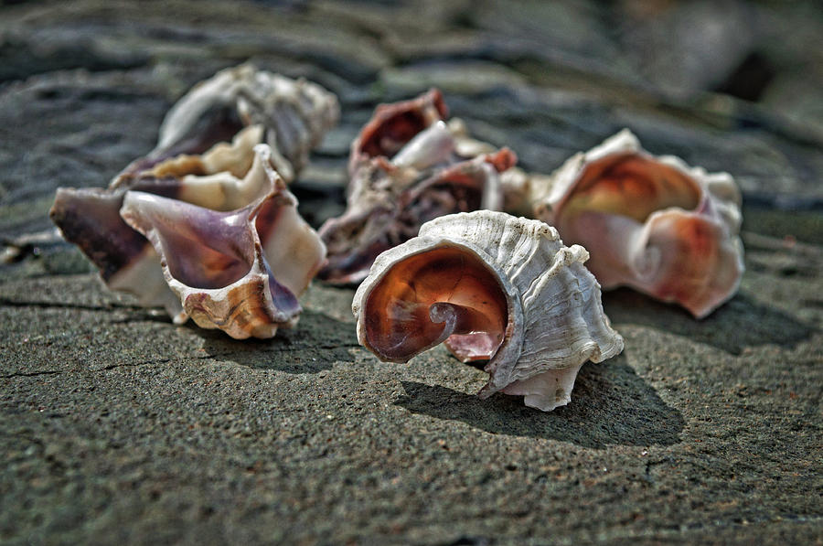Shells 2 Photograph by Cathy Mahnke