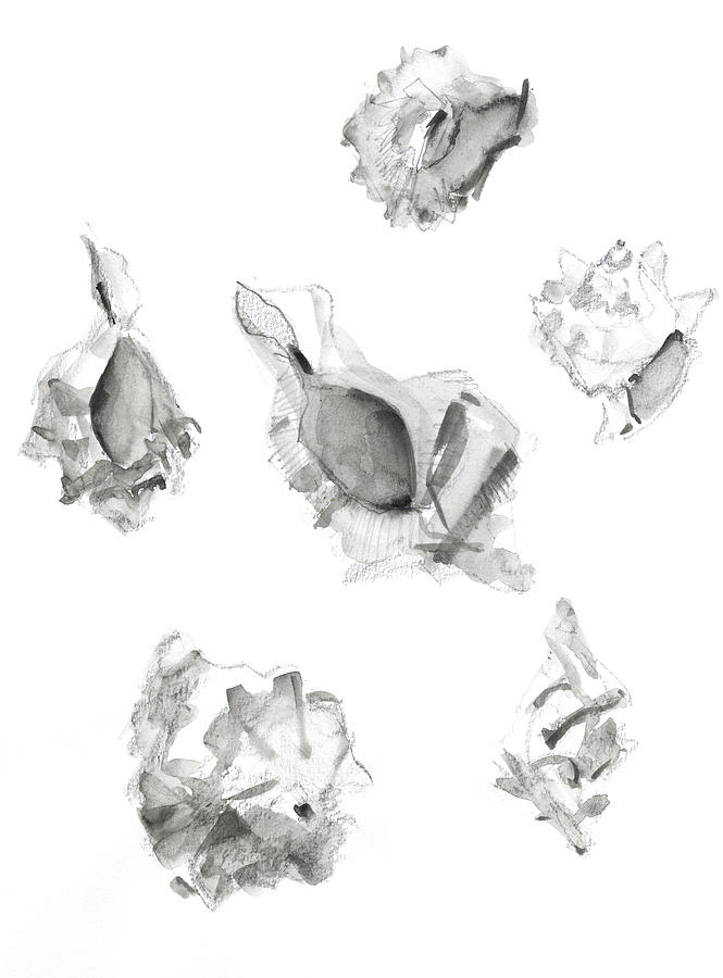 Shell Drawing - Shells by Chris N Rohrbach