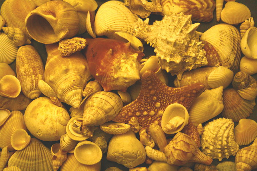 Shells Photograph by Christopher J Kirby