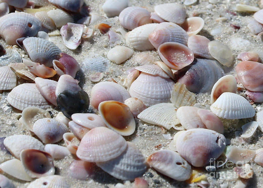 Shells Close Up Photograph by Carol Groenen