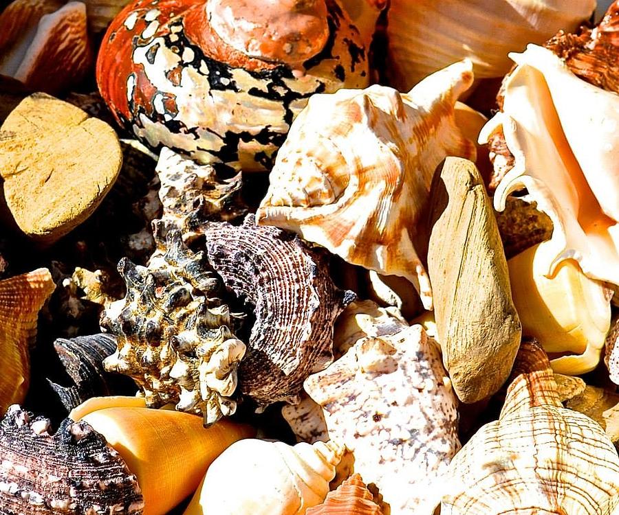 Shells Photograph by Danielle Sigmon - Fine Art America